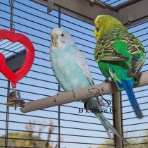 Клетка для канареек и экзотических птиц Ferplast PIANO 6