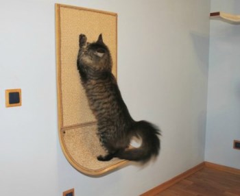 когтеточка для кота