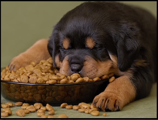 премиум корм