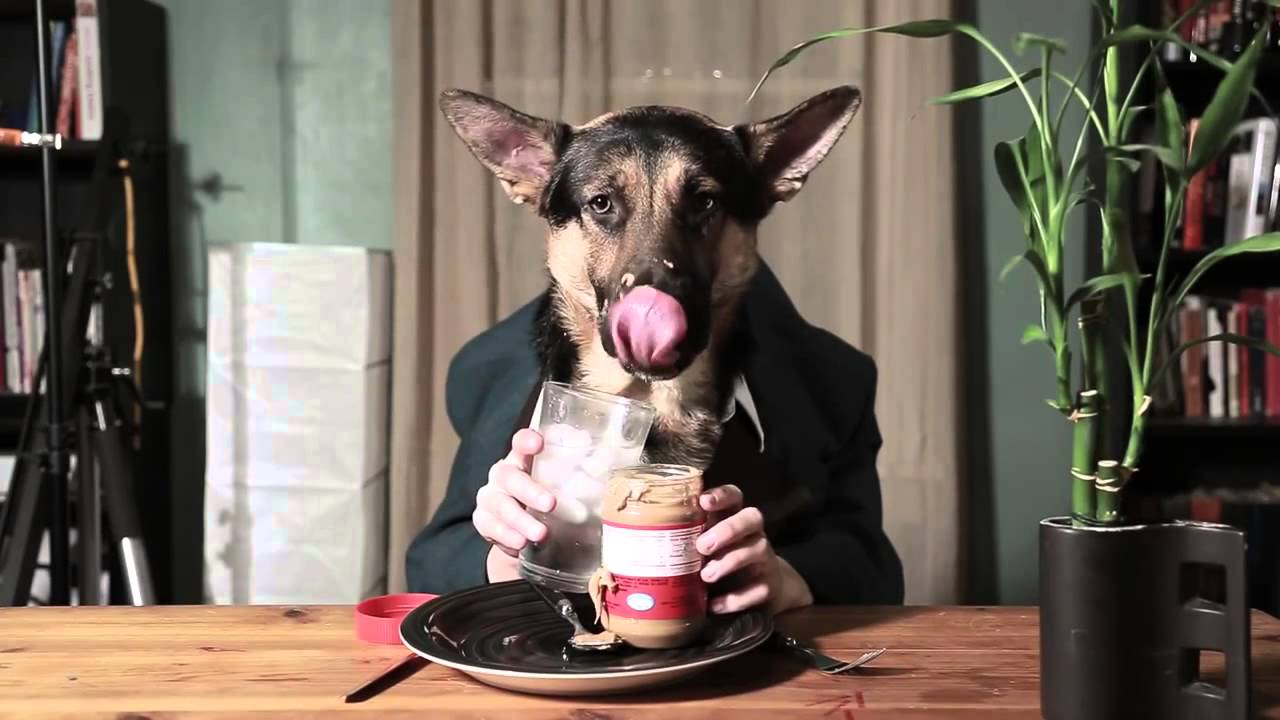 место еды собаки