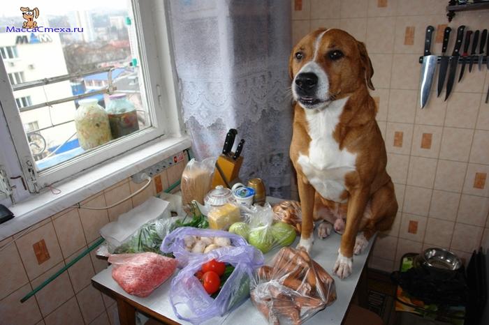 Рацион собаки